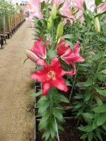 [5380 Ripasso VZ No01.JPG]